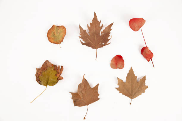 istock autumn leaves on a white background 1388141654
