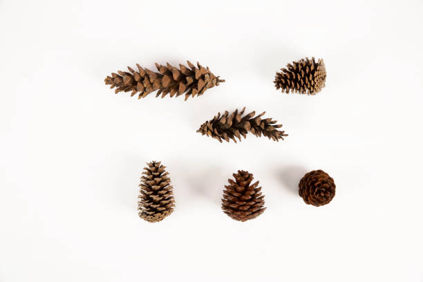 istock autumn leaves on a white background 1388141658