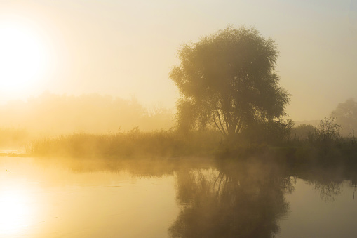 Early foggy morning. Reflection of the sun in the water. Tree by the river.