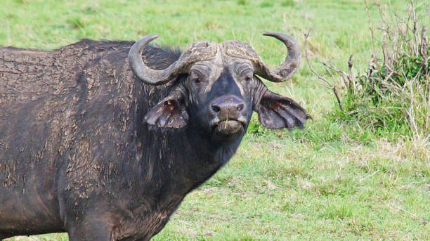 istock Male buffalo in the pasture. 1388147903