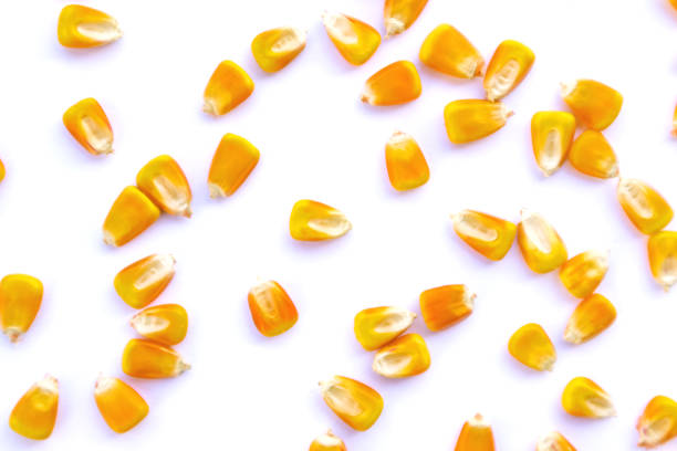 куча сырых семян кукурузы, кукурузы или зерен сладкой кукурузы вид сверху выделена на белый. - corn kernel стоковые фото и изображения