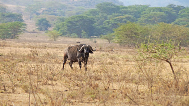 istock Male buffalo in the pasture. 1388148405