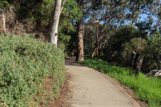 istock walking path through eucalyptus tres in bushland 1388150027