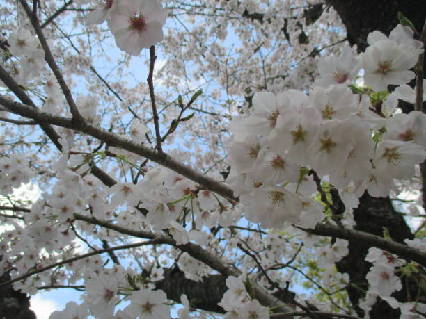 istock Cherry blossoms that beautifully color spring in Japan (Yoshino cherry tree) 1388150061