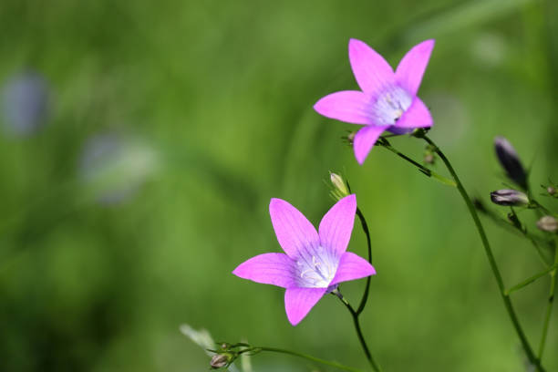 Wildflowers on spring or summer meadow