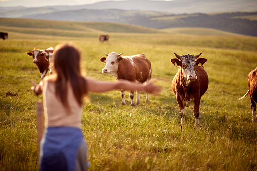 Young woman welcoming cows with open arms. Summertime landscape. Agriculture, grass-fed, organic concept.