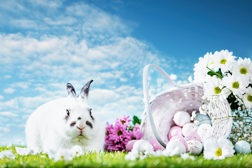 Easter bunny and painted eggs in basket on grass. Holiday theme