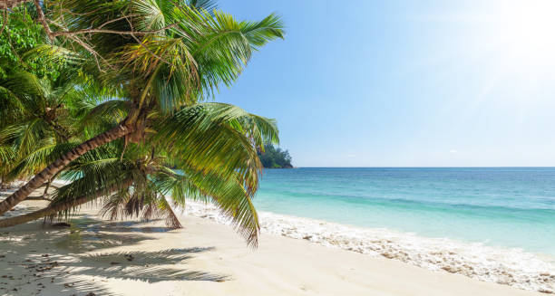 istock Tropical beach with palm trees 1388153889
