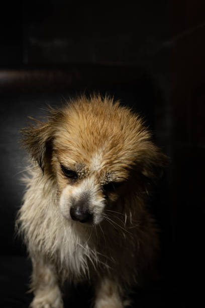 Wet white and brown dog looking down after a bad day