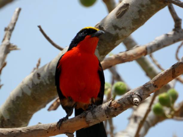 istock Birds of Paradise 1388154425