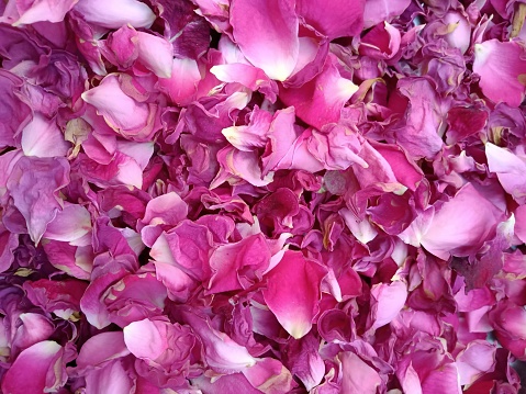 Close up shot of Dry Rose Petals for Gulkand (also written gulqand or gulkhand) is a sweet preserve of rose petals believed to come from Indo-Persia.