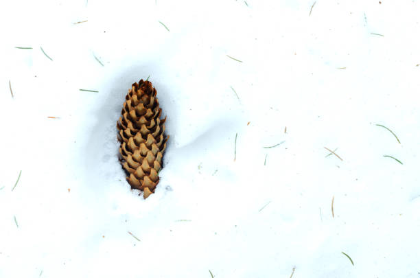 pinheiro na neve. conceito de beleza de inverno. copiar espaço. vista superior. - january pine cone february snow - fotografias e filmes do acervo