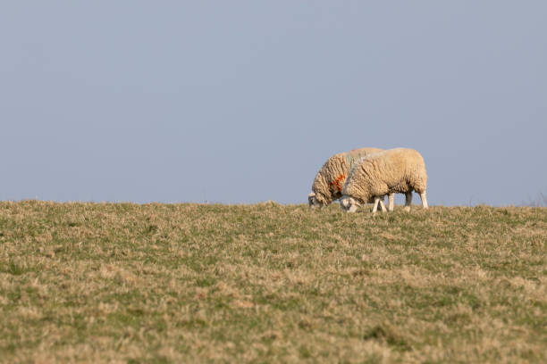 Cute sheep grazing outdoors on sunny day. Farm animals