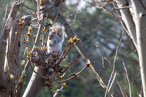 Cute squirrel eating a nut on a branch, Eastbourne, UK