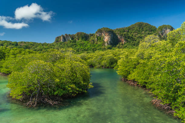 landschaft mangrovenwald (loh bagao) blick auf die lagune in koh phi phi island, krabi, thailand, andamanensee. - mangrove stock-fotos und bilder