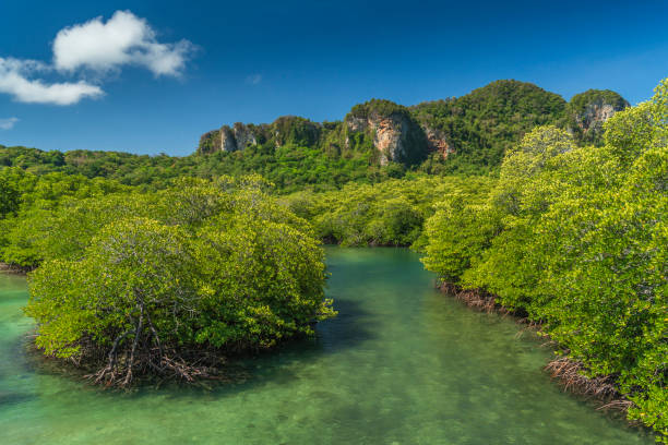 Landscape mangrove forest( Loh Bagao) view of lagoon in Koh Phi Phi Island , Krabi, Thailand, Andaman Sea. Landscape mangrove forest( Loh Bagao) view of lagoon in Koh Phi Phi Island , Krabi, Thailand, Andaman Sea. mangrove forest photos stock pictures, royalty-free photos & images