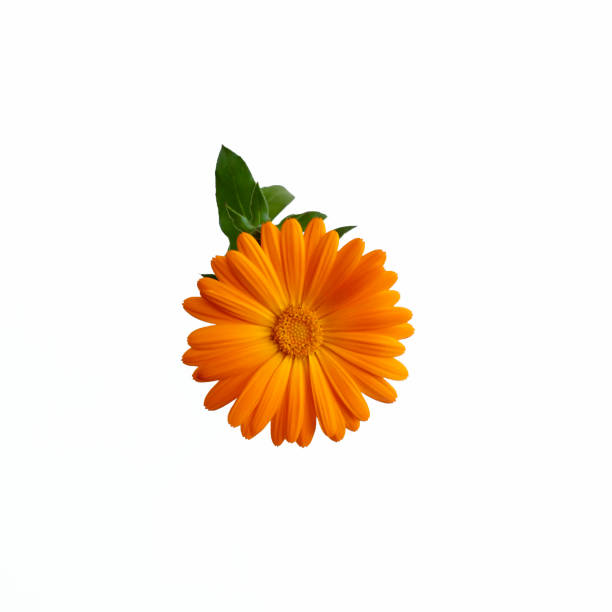 Calendula flowers. Calendula officinalis flowers isolated on white background. pot marigold stock pictures, royalty-free photos & images