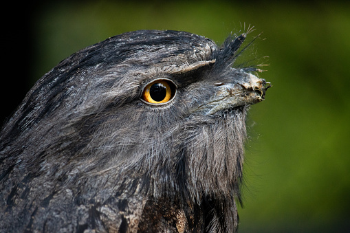 A close up shot of a nativa Australian nighthawk