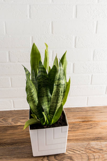 istock green sansevieria in a white ceramic pot on a wooden table against a white brick wall. a fashion trend in the home interior. 1388163443