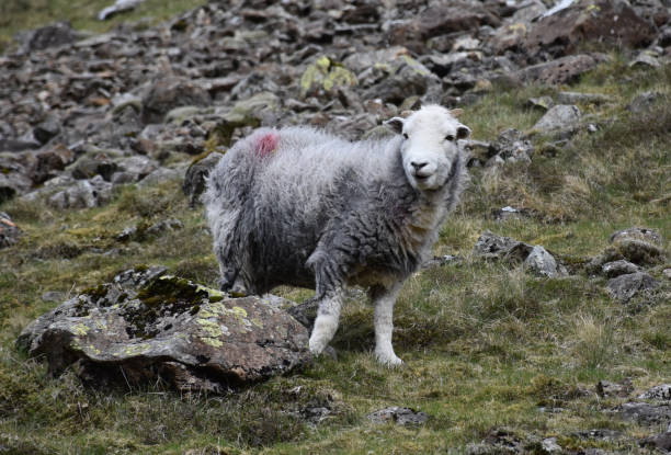 istock Rocky Hill with a Shaggy Sheep in England 1388164281