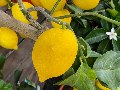 Stock photo of showing close-up, elevated view of lemon fruit (Citrus limon) pictured on branch of garden centre plant, with a blurred background of green leaves.