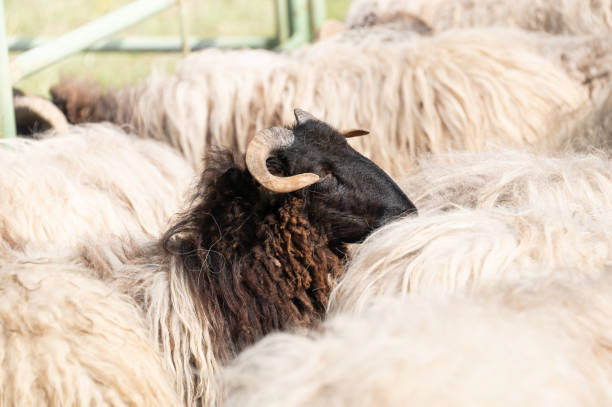 Sheep in the farm, Brazil (Selective focus)