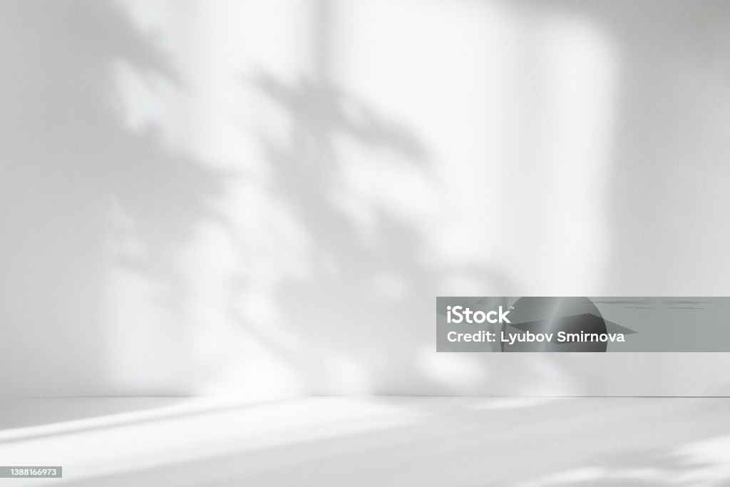 Abstract white studio background for product presentation. Empty room with shadows of window and flowers and palm leaves . 3d room with copy space. Summer concert. Blurred backdrop. Shadow Stock Photo