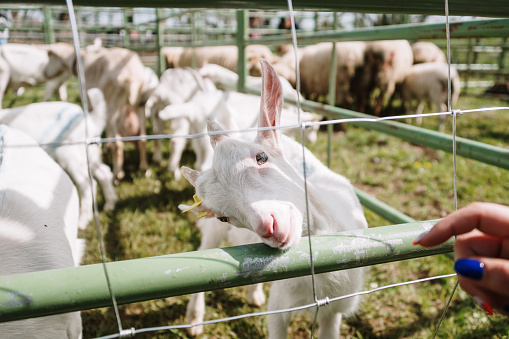 Baby white goat (Saanen goat) in a farm