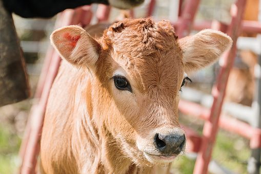 white faced newborn calf in meadow with cows in the background on spring day in the netherlands