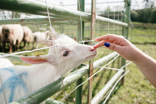 Hand touching a baby white goa (Saanen goat)