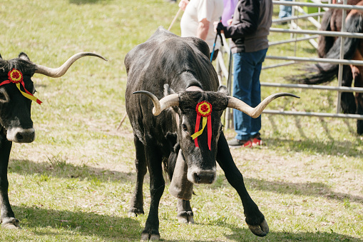 Cow with ribbon in a fair