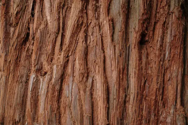Redwood / secuoia tree trunk texture