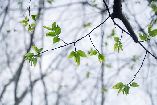 Green tree leaves (Ulmus pumila / Siberian elm)