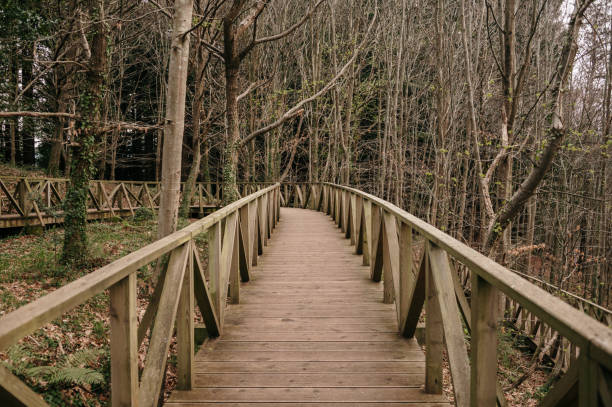 A wooden walkway in a forest area