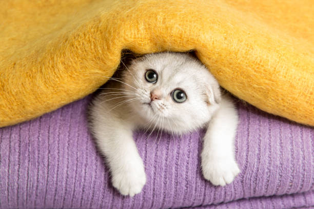 istock Silver lop-eared Scottish Fold kitten. Funny kitten. 1388167505