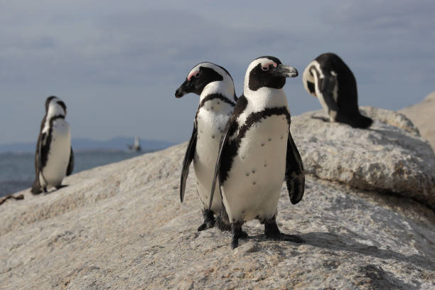 grupo de pinguins africanos ou pinguins, spheniscus demersus, observado em boulders beach, simon's town, áfrica do sul - cape town jackass penguin africa animal - fotografias e filmes do acervo