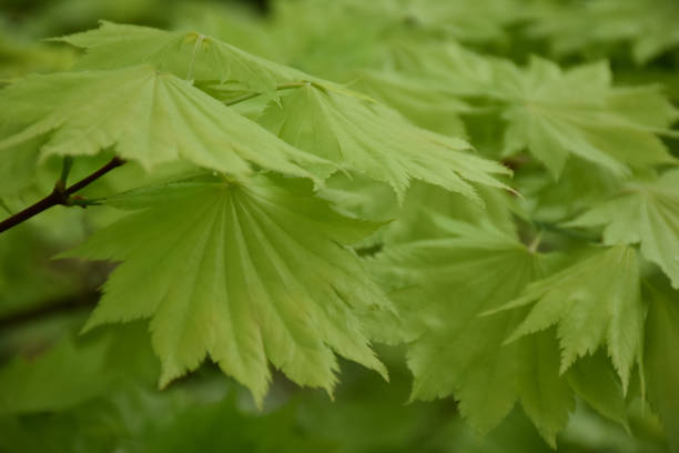 istock Close Up with Green Maple Leaves 1388168715