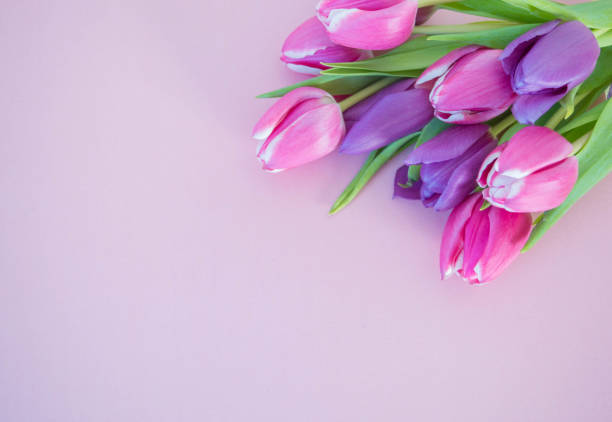istock pink and violet tulips on soft pink ground with space for text 1388169046