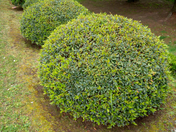 istock Azalea pruned plants covered with buds 1388171690