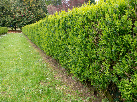 Common box, Buxus sempervirens,European box or boxwood bright green low hedge