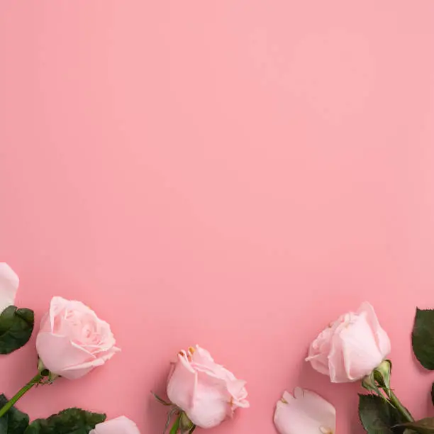 Photo of Mother's Day design concept background with pink rose flower on pink background.