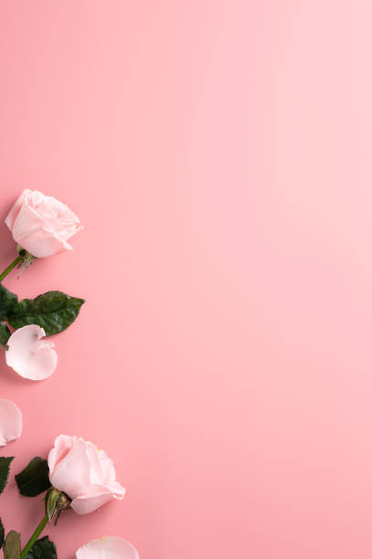 концептуальный фон дизайна ко дню матери с розовым цветком розы на розовом фоне. - rose mothers day flower pink стоковые фото и изображения