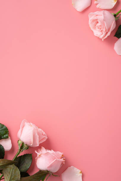 fundo conceito de design do dia das mães com flor rosa rosa no fundo rosa. - rose mothers day flower pink - fotografias e filmes do acervo