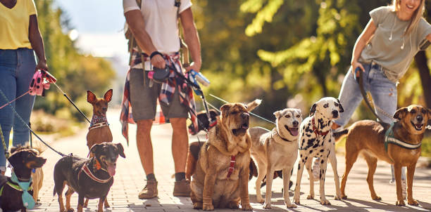 istock Group of young students dog walkers working together 1388176140
