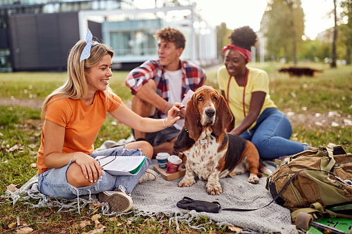 A group of students is taking a rest by sitting on the grass in a relaxed atmosphere in the park with their dogs. Friendship, rest, pets, picnic