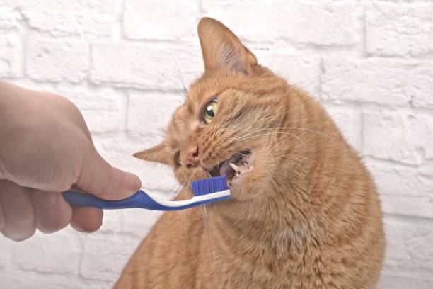 istock Funny red cat getting her teeth brushed by her owner. 1388177139