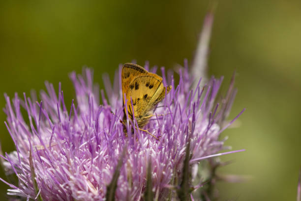 Fiery skipper (Hylephila phyleus) on Purple Thistle - (Cirsium horridulum) with head tucked in deep as it tries to reach the nectar deep in the flowerhead. Photo taken at Waccasassa Bay Preserve State Park in Levy county, Florida. Nikon D7200 with Nikon 200mm macro lens.