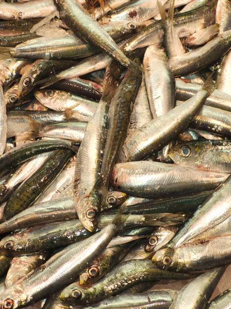 sardine, oily fish, omega 3, fresh, sustainable capture,