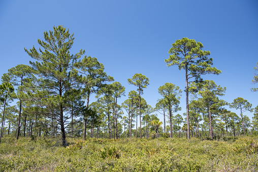Dense Saw Palmetto understory with some taller Sabal Palms and towering pines against blue sky. Photo taken at Waccasassa Bay Preserve State Park in Levy county, Florida. Nikon D750 with Nikon 24-70mm f2.8 ED VR lens.