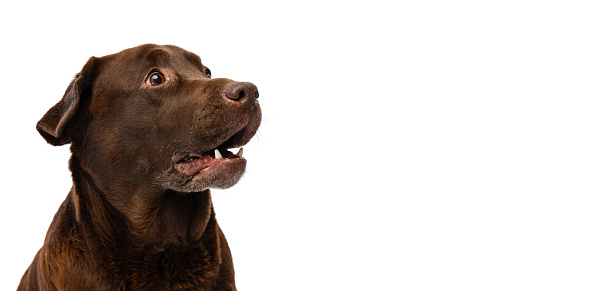 Puppy. Close-up of chocolate color labrador, purebred dog posing isolated on white background. Concept of animal, pets, vet, friendship. Copy space for ad, design